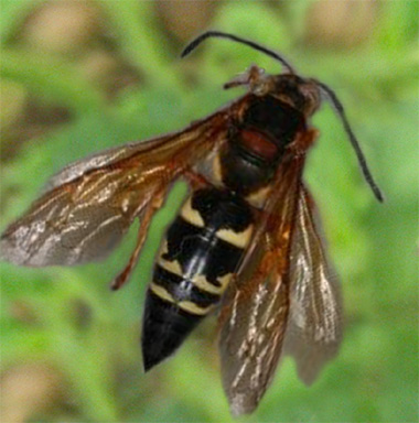 Cicada Killer Wasp Information